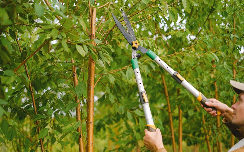 Tree trimming in Agoura Hills, CA